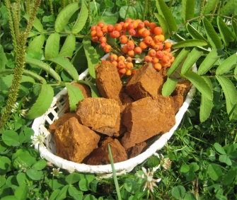 Chaga Mushroom