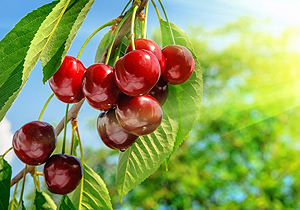 Purification With Cherries
